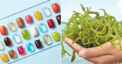 The Culinary World's New Obsession: Mavic Seaweed Moondtone
